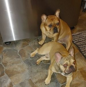 Meet your Posher, Alfredo